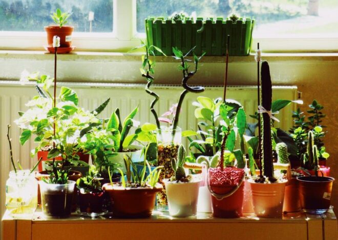 The Benefits of Houseplants and Tips for Caring for Them Indoors